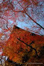 The Season of Colors